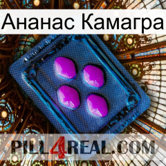 Ананас Камагра 04